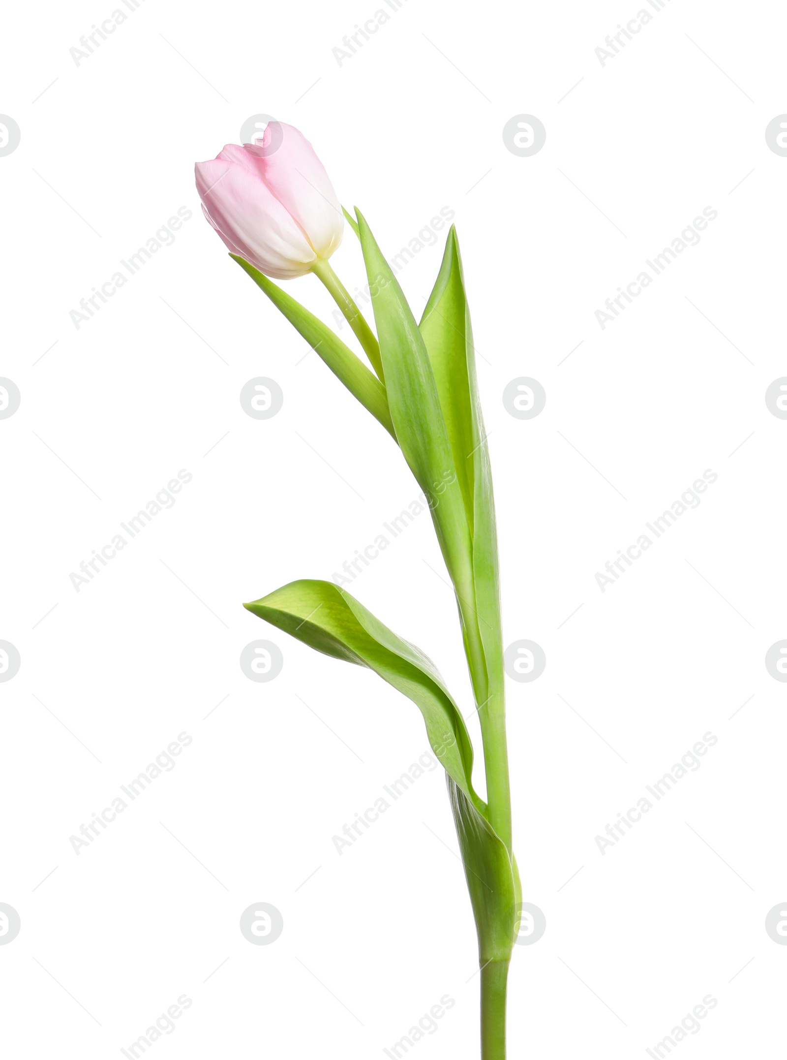 Photo of One beautiful delicate tulip isolated on white