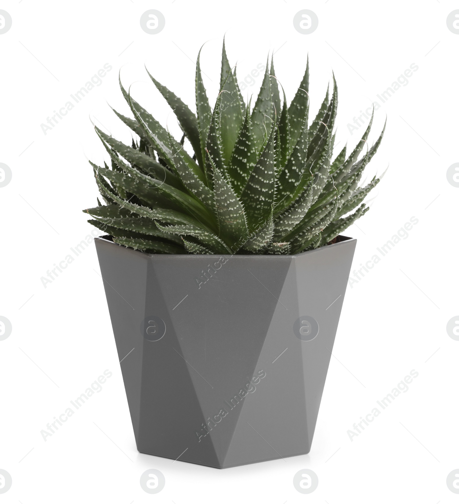 Photo of Pot with Haworthia plant isolated on white. Home decor