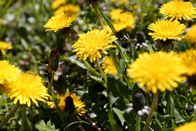 Photo of Beautiful blooming dandelions in green meadow, closeup