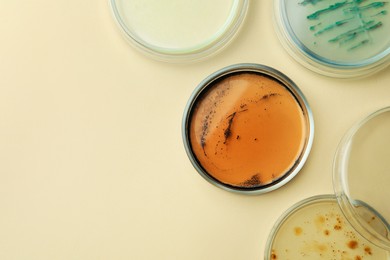Photo of Petri dishes with different bacteria colonies on beige background, flat lay. Space for text