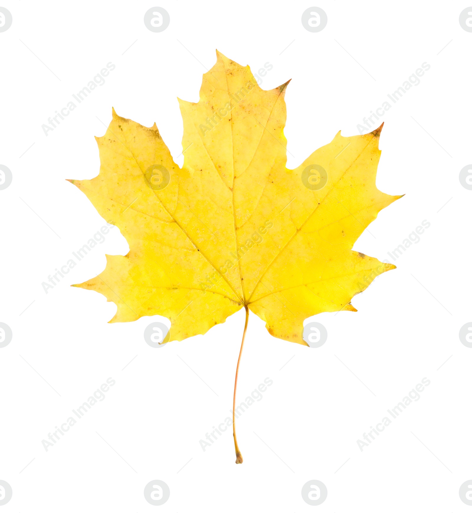 Photo of One maple leaf isolated on white. Autumn season