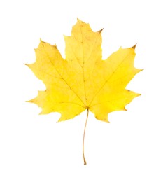 One maple leaf isolated on white. Autumn season