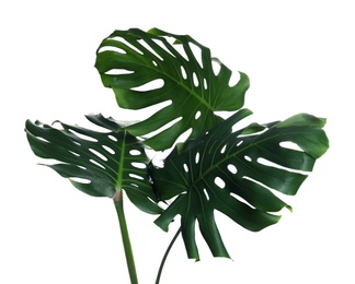 Photo of Green fresh monstera leaves on white background. Tropical plant