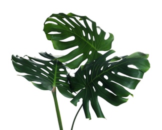 Green fresh monstera leaves on white background. Tropical plant