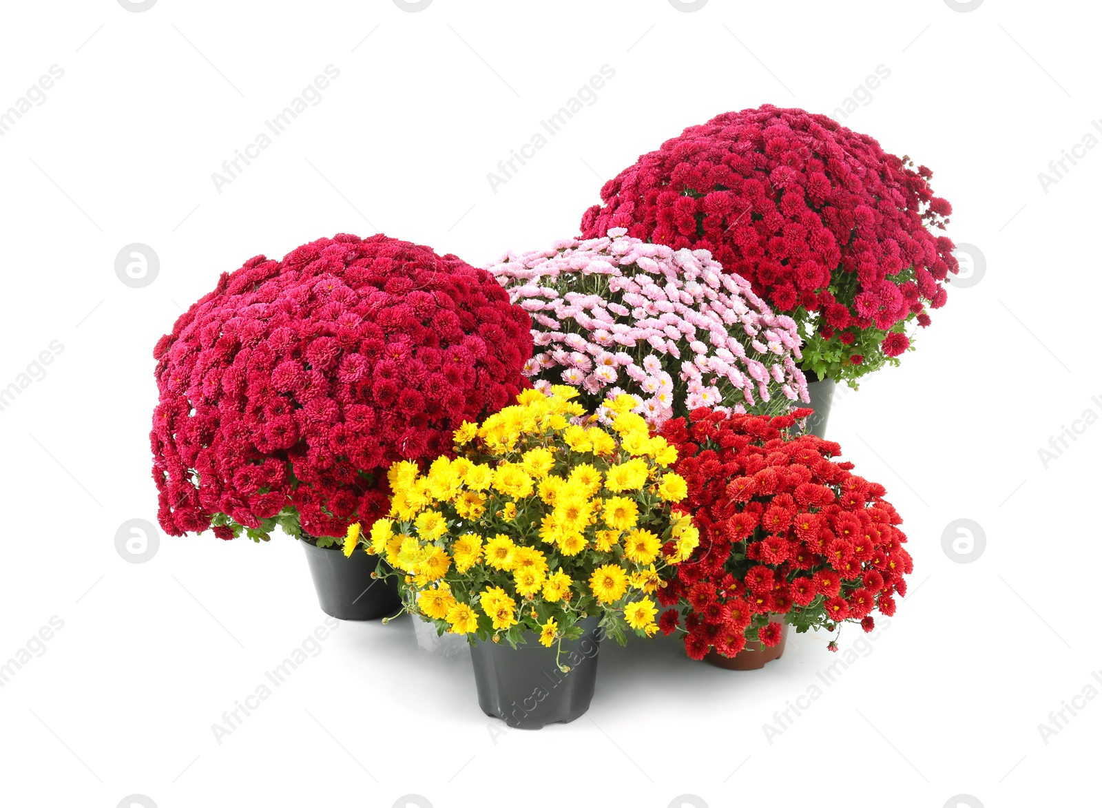 Photo of Beautiful chrysanthemum flowers in pots on white background