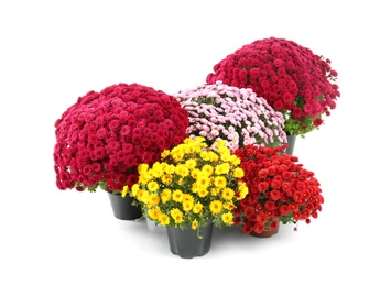 Photo of Beautiful chrysanthemum flowers in pots on white background