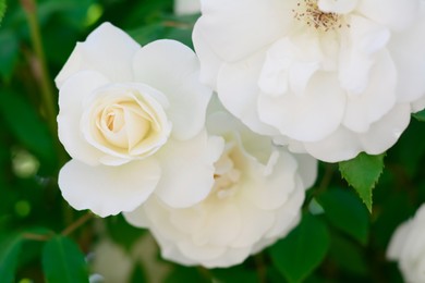 Photo of Beautiful blooming rose bush outdoors, closeup view