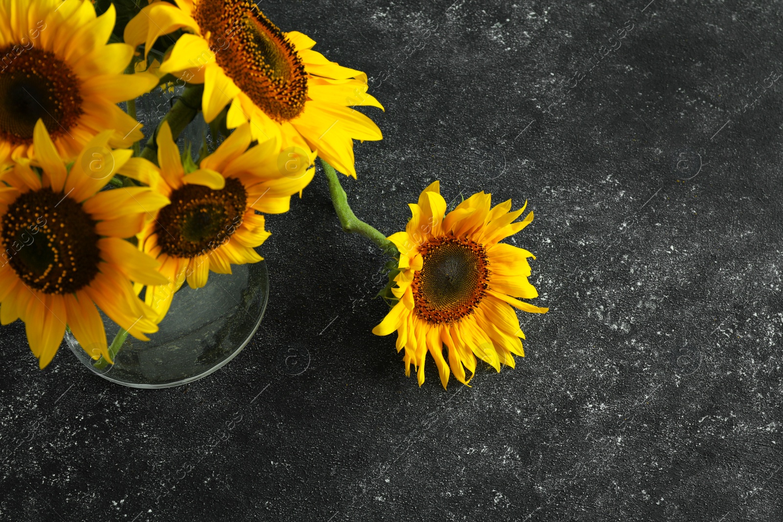 Photo of Glass vase with beautiful sunflowers on black table, above view. Space for text