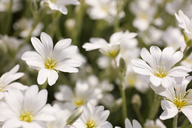 Photo of Closeup view of beautiful white meadowfoam field