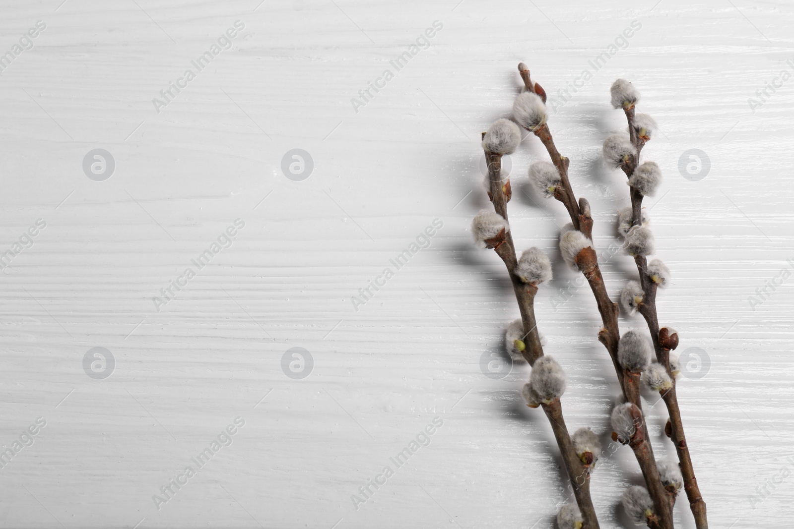 Photo of Beautiful willow branches with fuzzy catkins on white wooden table, flat lay. Space for text