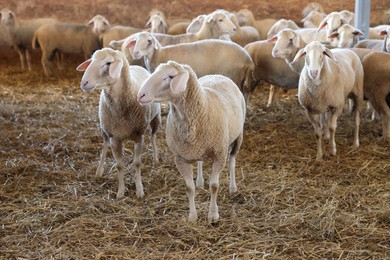 Photo of Many sheep on hay at farm. Cute animals