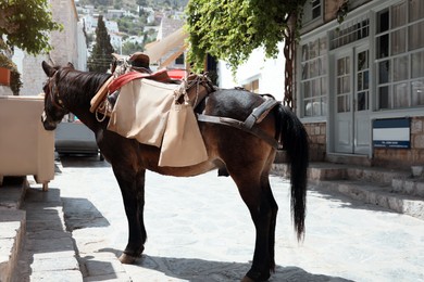 Photo of Beautiful chestnut horse with saddle on city street