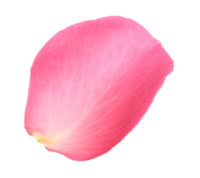 Photo of Fresh pink rose petal isolated on white