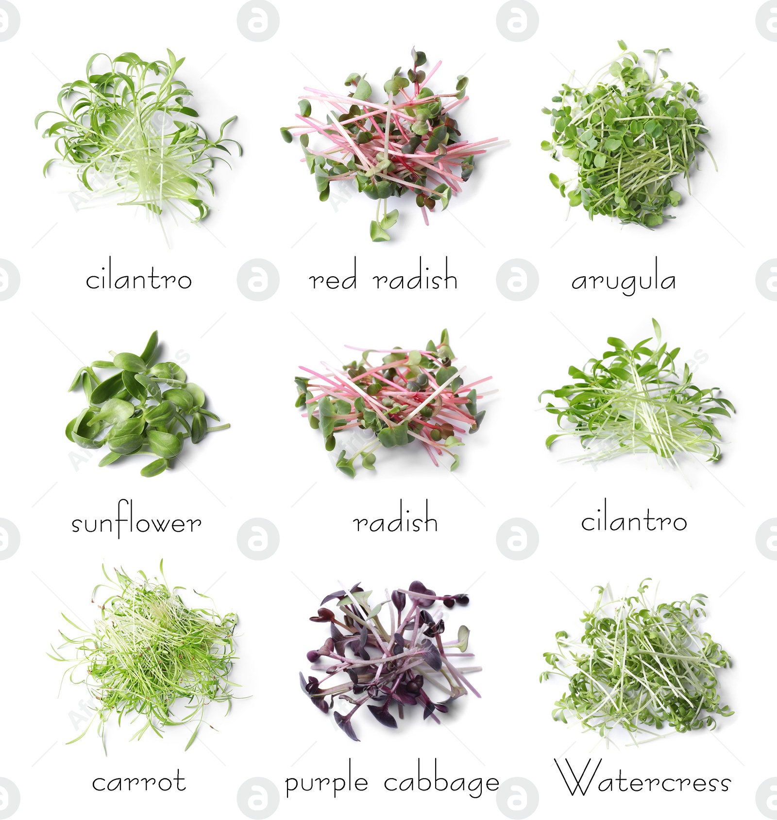 Image of Set of different fresh microgreens on white background, top view