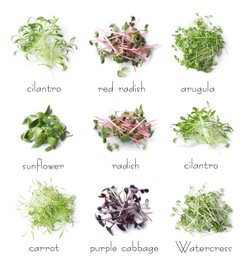 Image of Set of different fresh microgreens on white background, top view