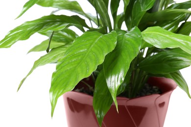 Photo of Beautiful Spathiphyllum plant with green leaves isolated on white, closeup