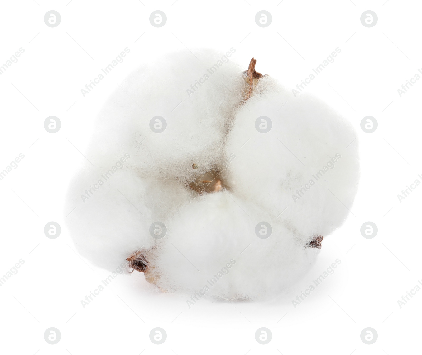 Photo of Beautiful fluffy cotton flower isolated on white