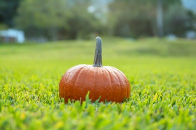 Photo of One orange pumpkin on green grass outdoors