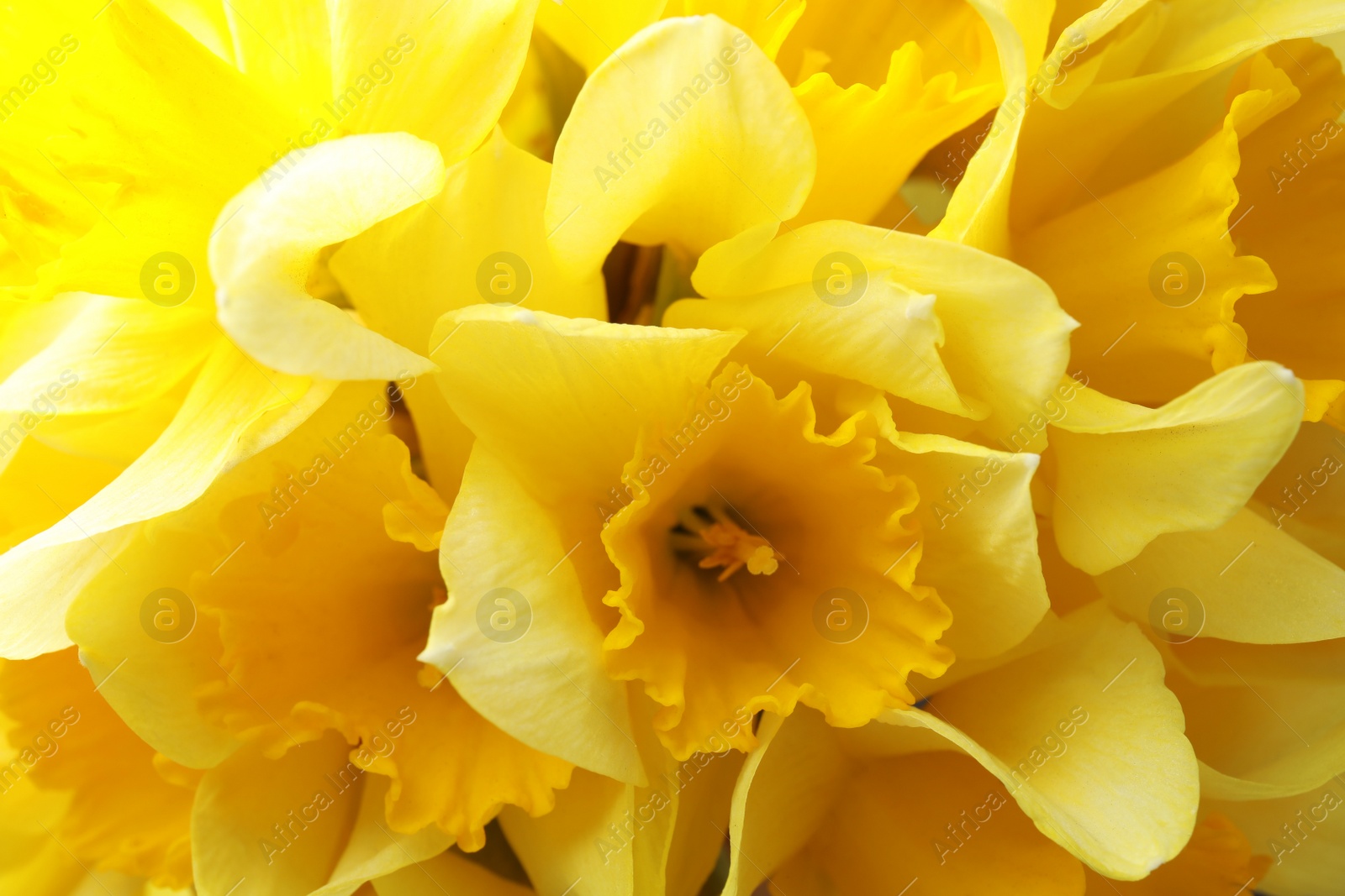 Photo of Beautiful daffodils as background, closeup. Fresh spring flowers