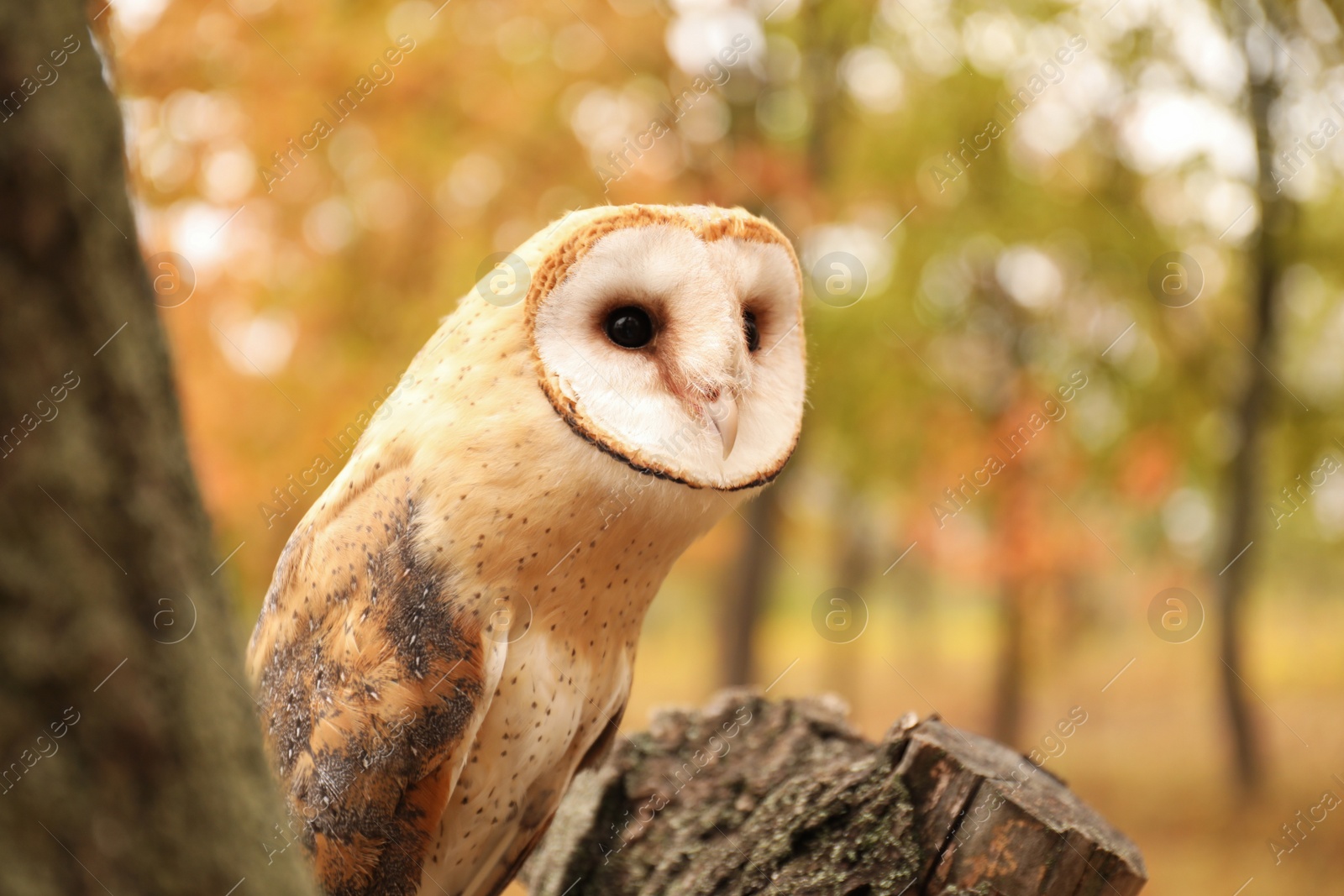 Photo of Beautiful common barn owl on tree outdoors