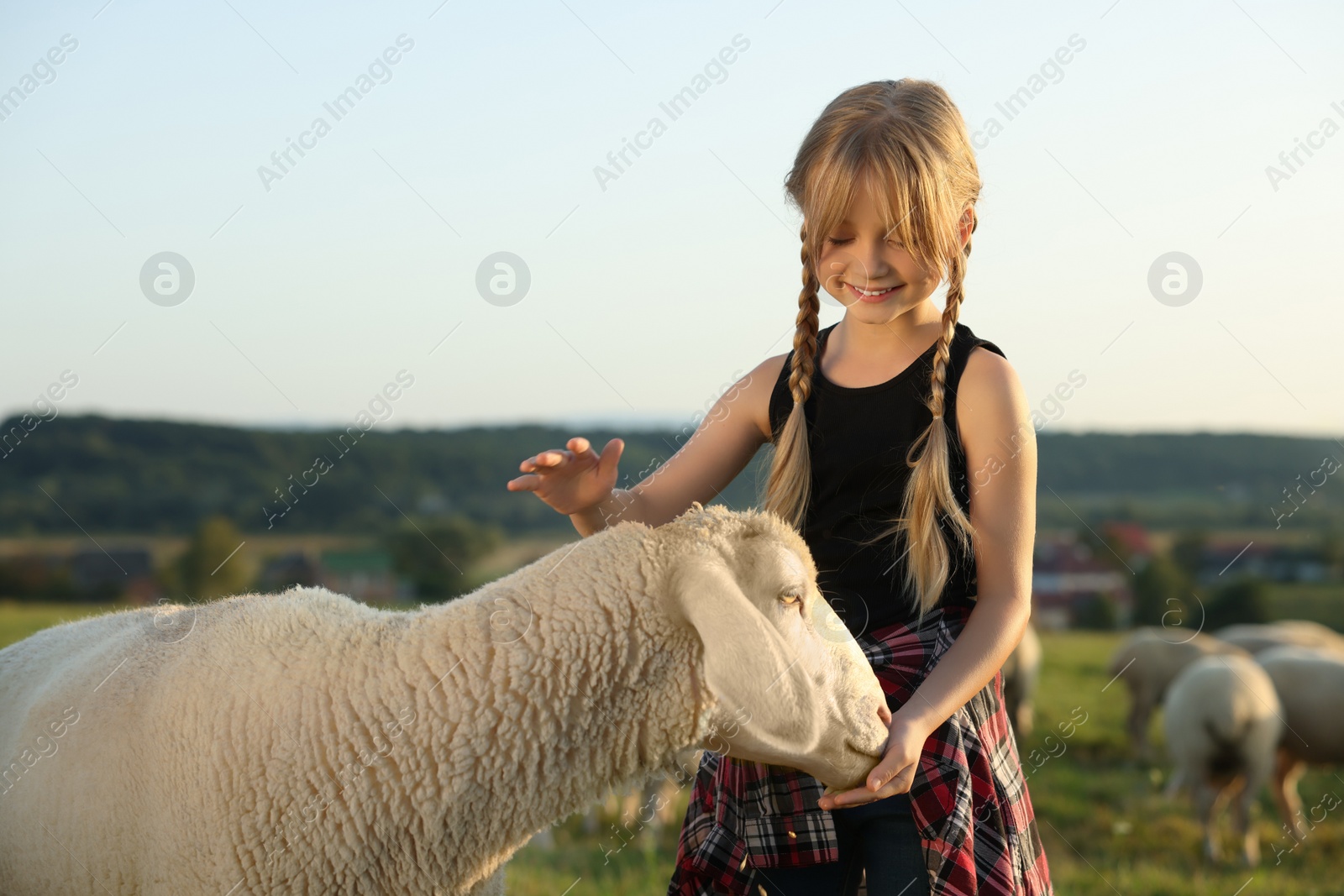 Photo of Girl feeding sheep on pasture. Farm animals