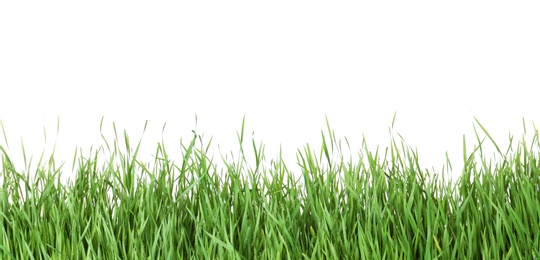 Photo of Beautiful vibrant green grass on white background