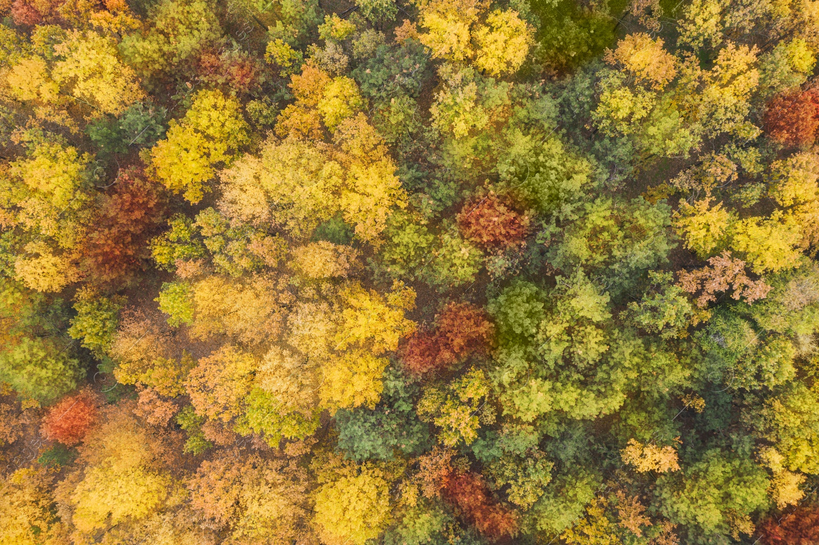 Image of Aerial view of beautiful forest on autumn day