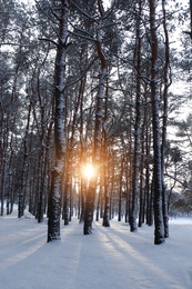 Picturesque view of beautiful snowy forest in winter morning
