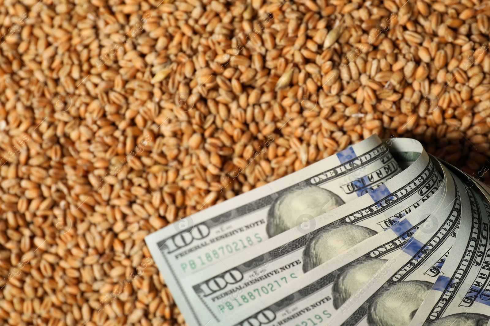 Photo of Dollar banknotes on wheat grains, closeup. Agricultural business