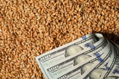 Dollar banknotes on wheat grains, closeup. Agricultural business