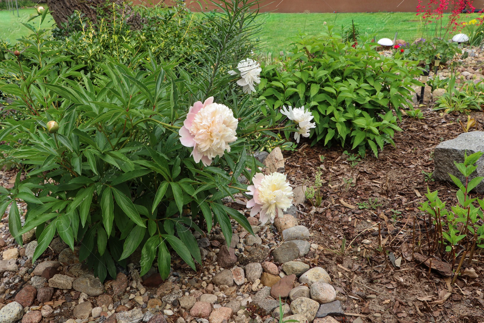 Photo of Beautiful flowerbed with different plants outdoors. Gardening and landscaping