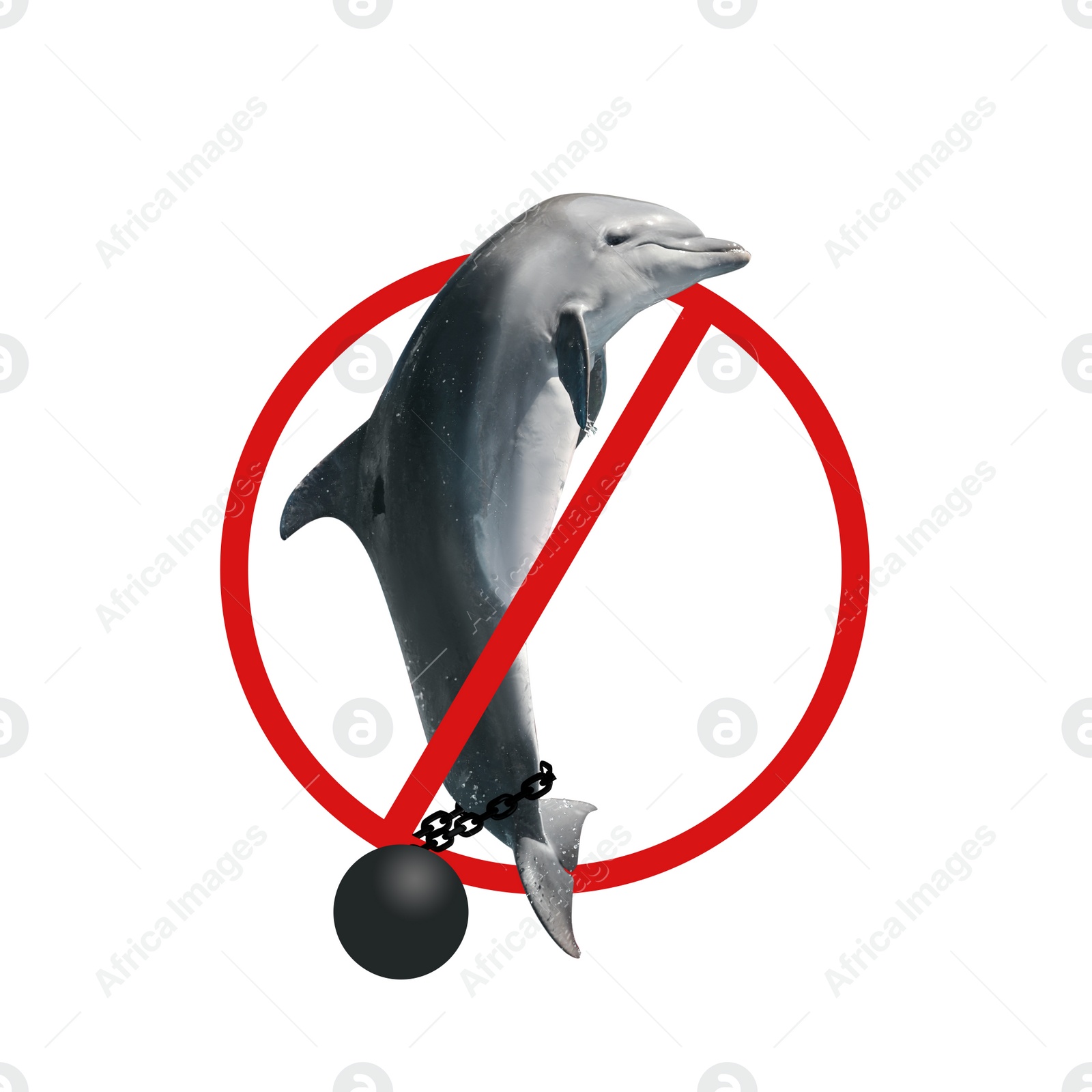 Image of Dolphin with ball and chain and red prohibition sign on white background. Anti-Captivity Campaign