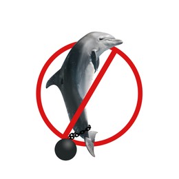 Dolphin with ball and chain and red prohibition sign on white background. Anti-Captivity Campaign