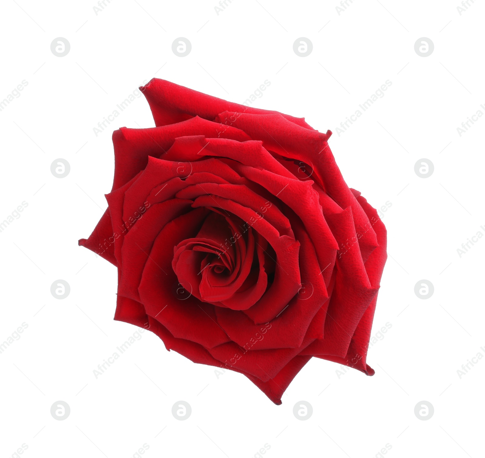 Photo of Beautiful fresh red rose isolated on white