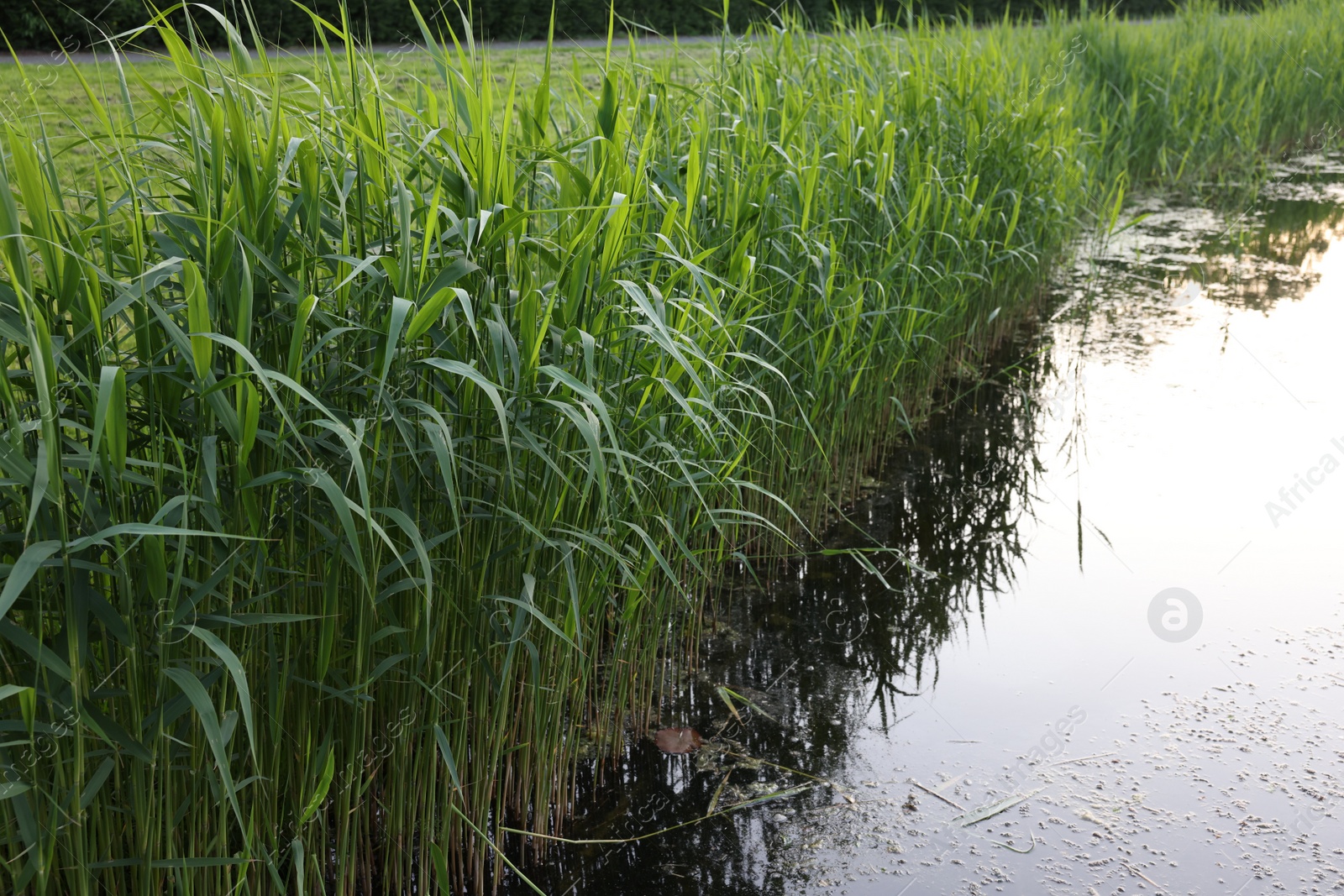 Photo of View of green reeds growing near channel outdoors