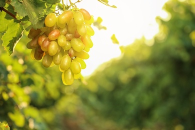Photo of Bunch of fresh ripe juicy grapes against blurred background
