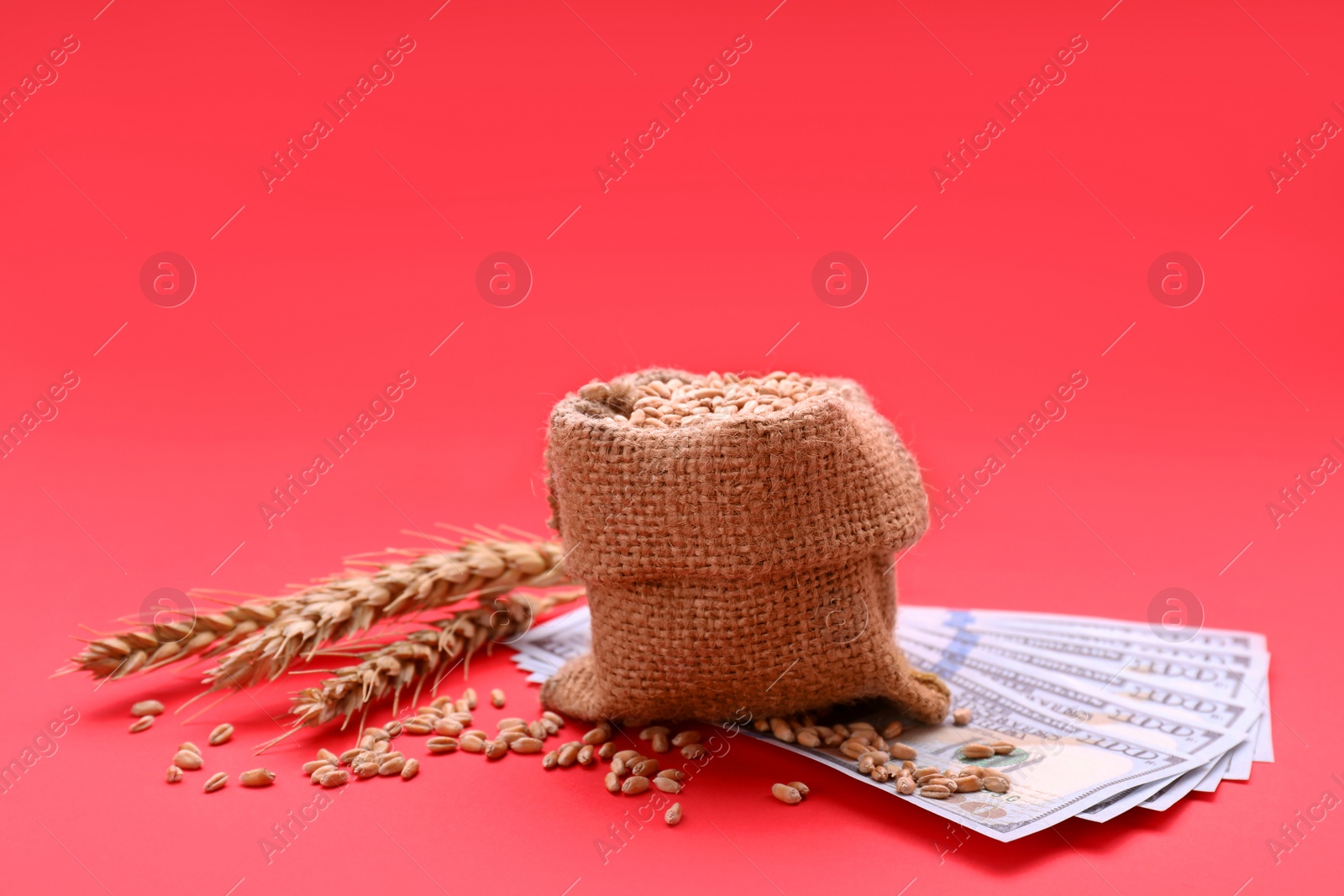 Photo of Import and export concept. Bag with grains, ears of wheat and money on red background