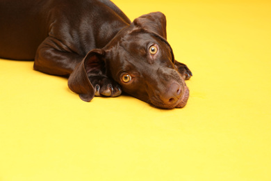 Photo of German Shorthaired Pointer dog on yellow background