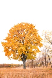 Photo of Beautiful view of meadow in autumn park