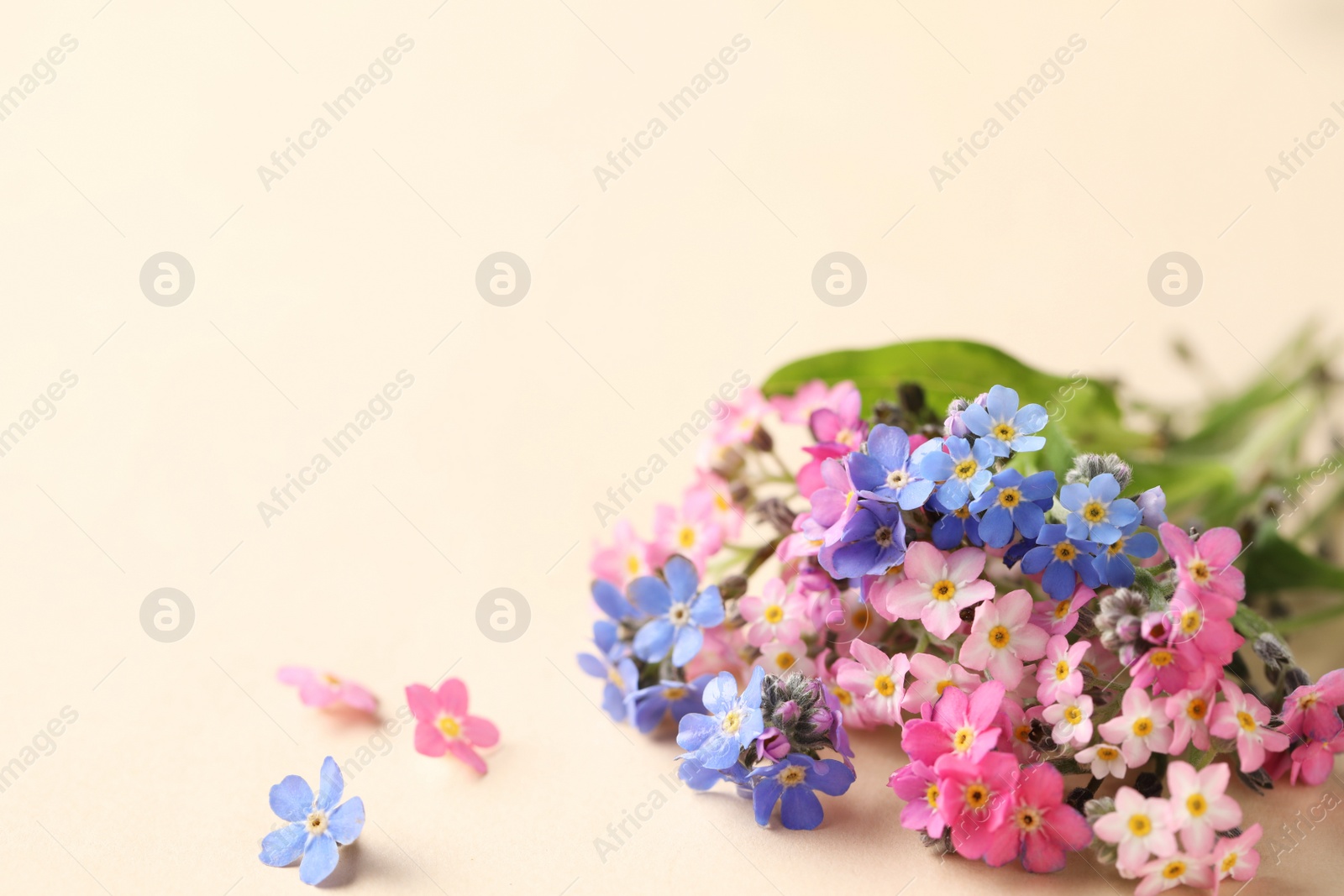 Photo of Beautiful Forget-me-not flowers on beige background, closeup. Space for text