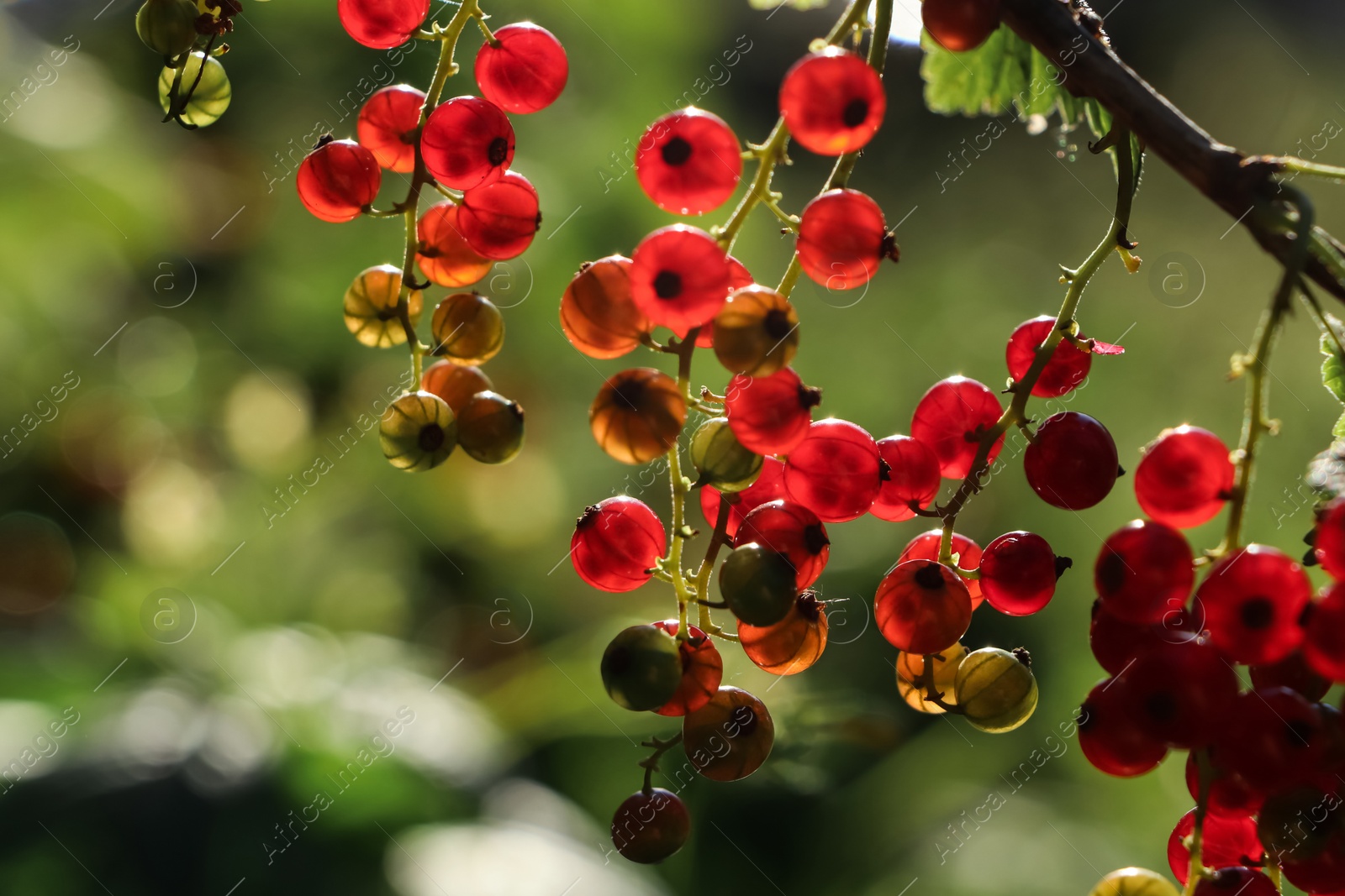 Photo of Closeup view of red currant bush with ripening berries outdoors on sunny day