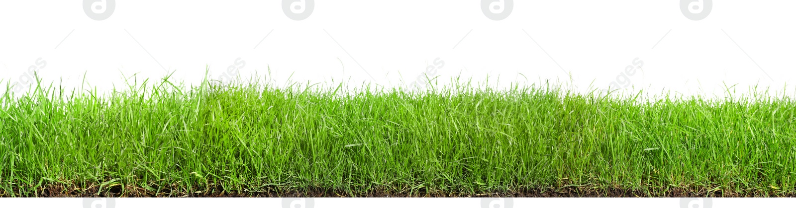 Image of Beautiful lush green grass on white background. Banner design