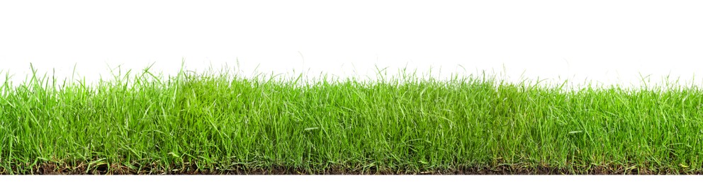 Image of Beautiful lush green grass on white background. Banner design