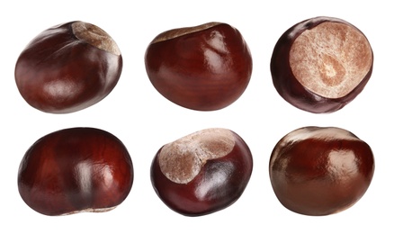 Set of brown horse chestnuts isolated on white