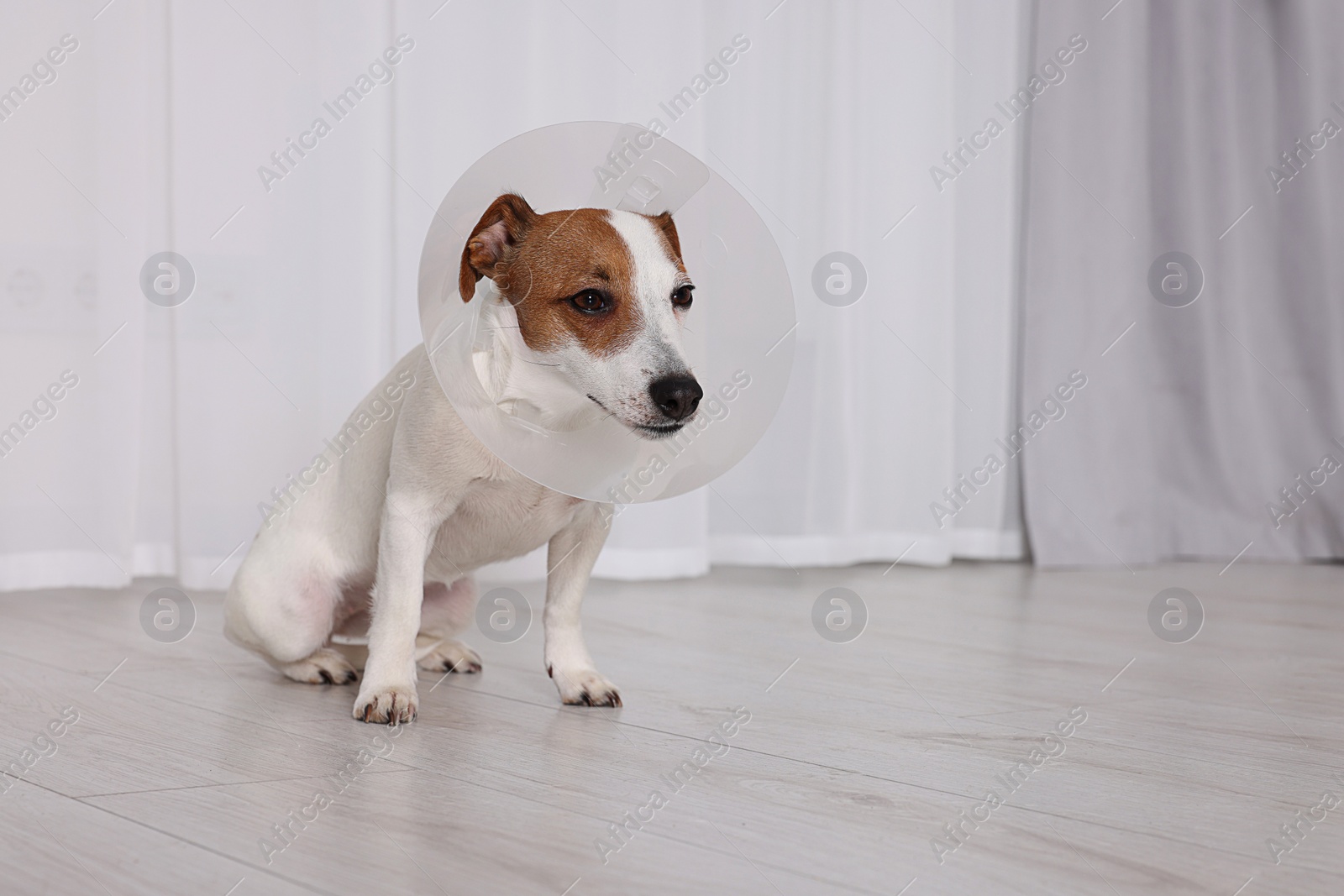 Photo of Beautiful Jack Russell Terrier dog wearing medical plastic collar indoors