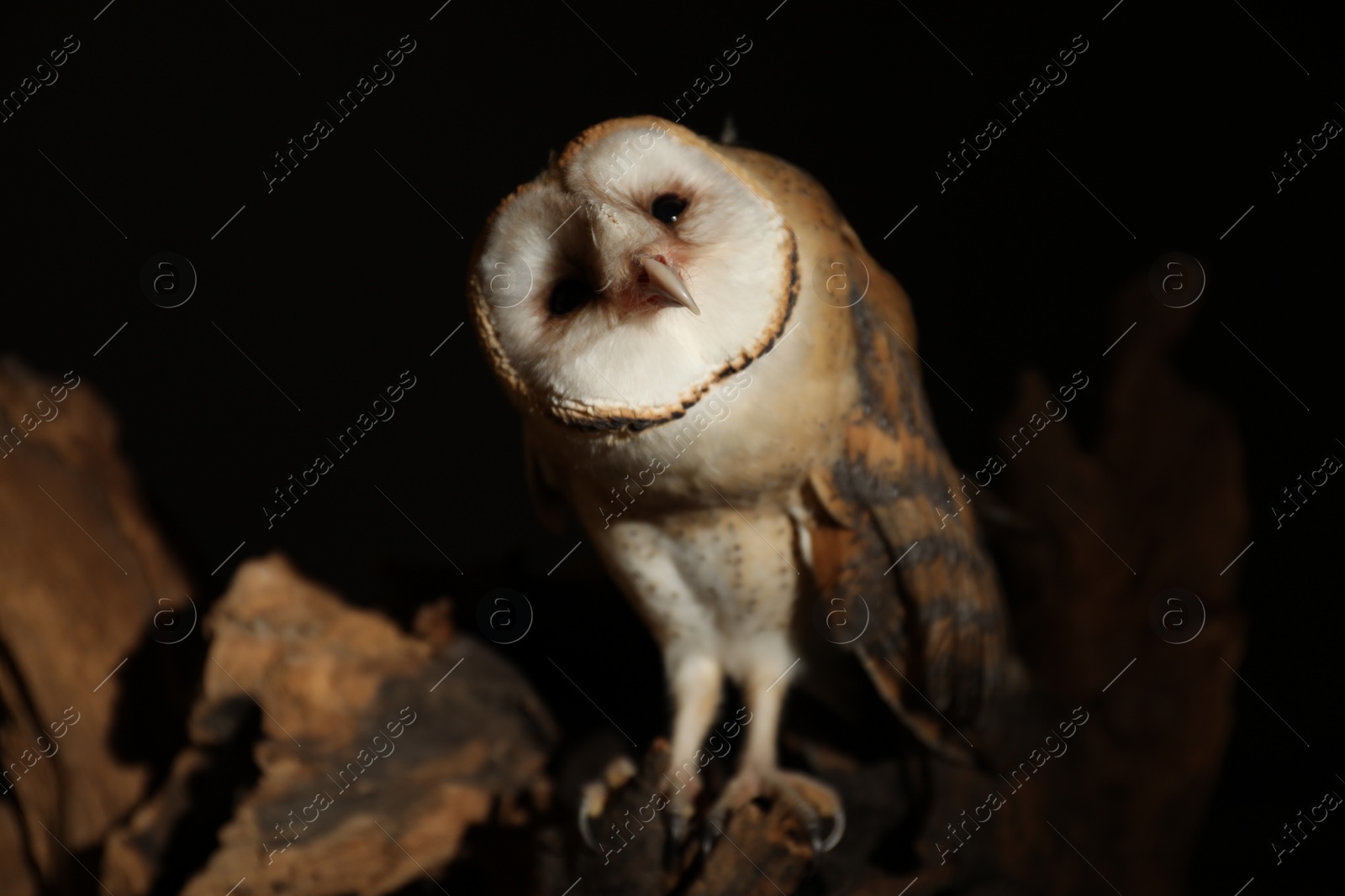 Photo of Beautiful common barn owl on tree against black background