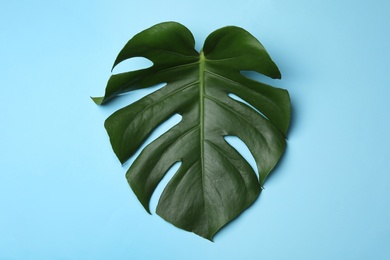 Photo of Leaf of tropical monstera plant on color background, top view
