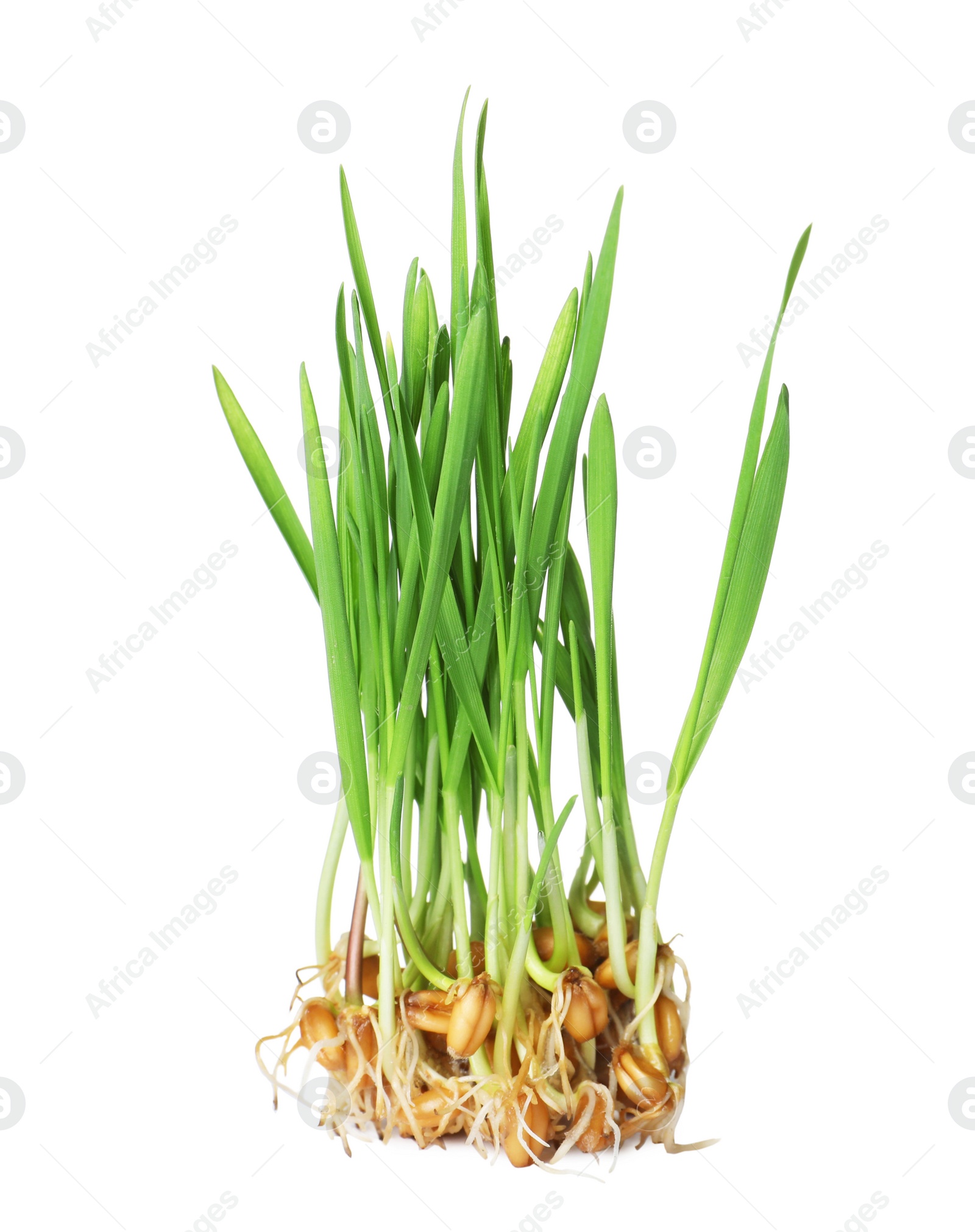 Photo of Fresh sprouted wheat grass isolated on white