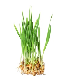 Fresh sprouted wheat grass isolated on white