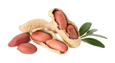 Fresh peanuts and twig isolated on white